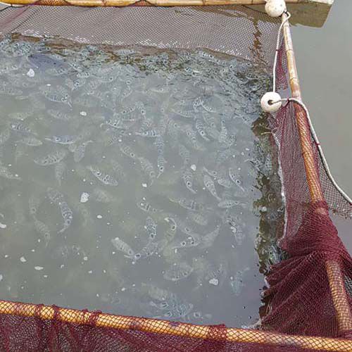 生態(tài)種養