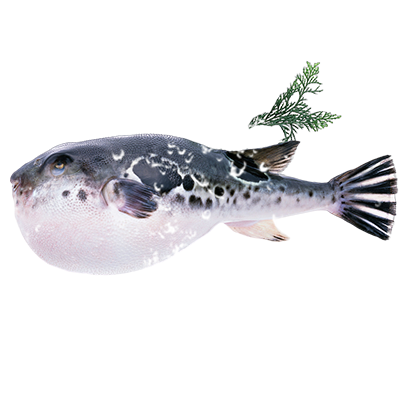 河豚的養殖方法
